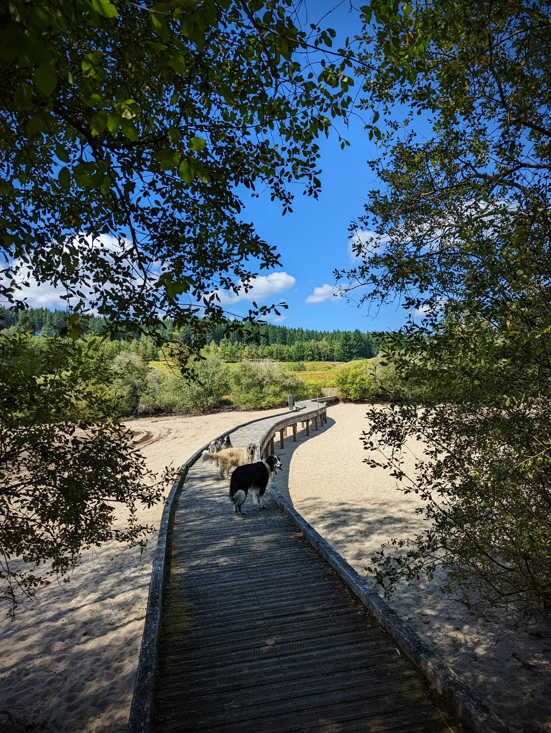 Le lac de Vassivière (19, 87)
