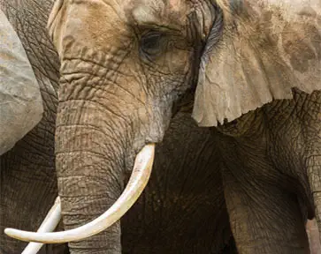 Sanctuaire européen d&rsquo;éléphants